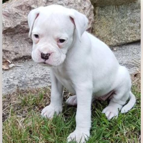 boxer puppies for sale denver colorado